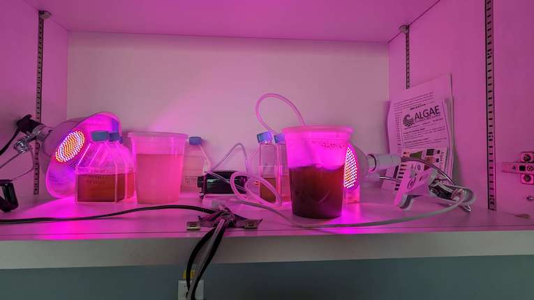 Several containers with algae and tubes and wires on a shelf. The space resembles a laboratory and has pink lighting.